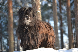 BERGAMASCO