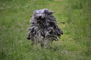 BERGAMASCO