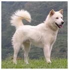 Kintamani_Bali Dog