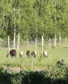 Paimennustaipumuskoe Metsolan Maatilalla. Kuva Satu Hattunen.